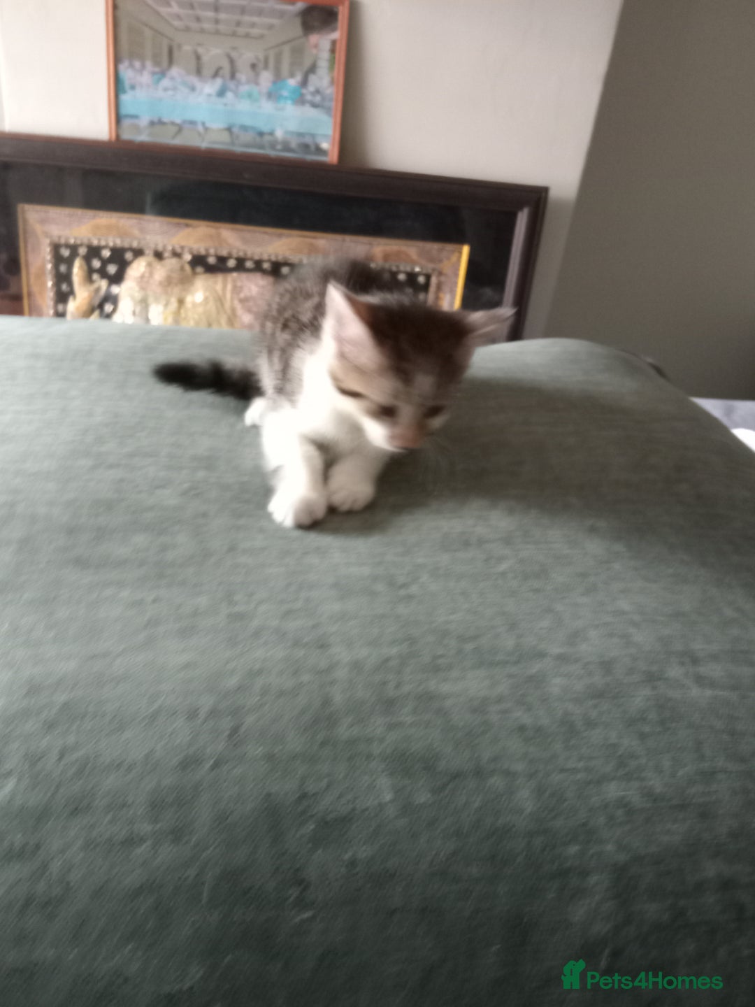 British Shorthair cats for sale: Kittens - Image 6
