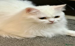 Persian cats for sale: Cooper - Image 2