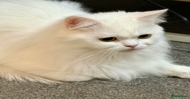 Persian cats - Advert 6