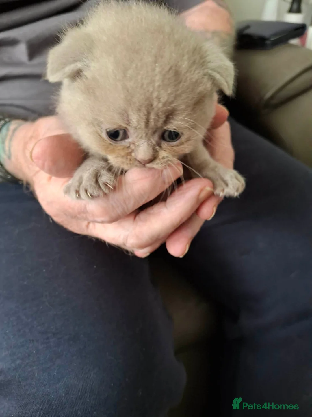 Mixed Breed cats for sale: Lilac British shorthair/Scottish fold  in Swansea - Advert 2
