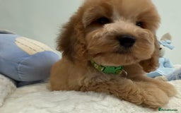 Cockapoo dogs for sale: Stunning sable, roan, parti f1. Full dna clear  - Image 4