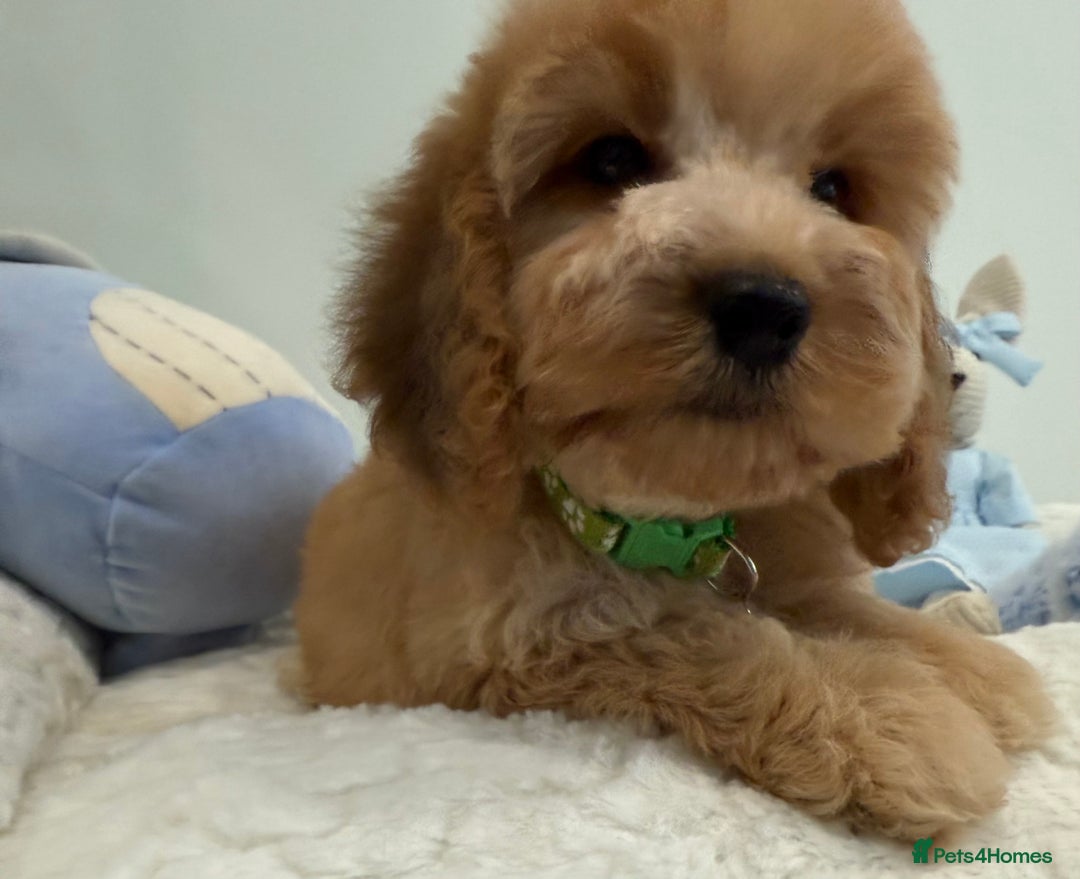 Cockapoo dogs for sale: Stunning sable, roan, parti f1. Full dna clear  - Image 4