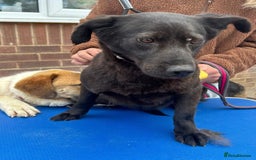 Mixed Breed dogs for adoption: Blossy - Norwich Norfolk  - Image 11