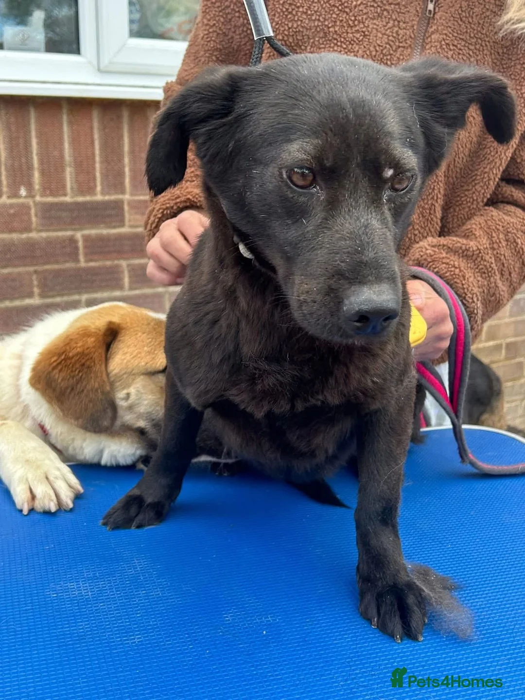 Mixed Breed dogs for adoption: Blossy - Norwich Norfolk  - Advert 11