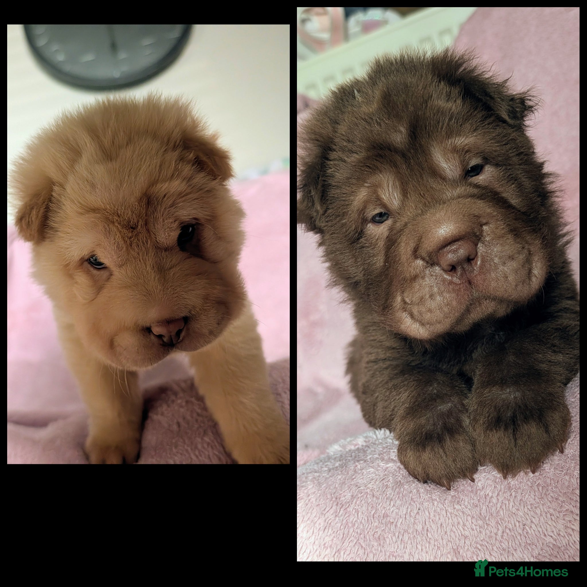 Shar Pei dogs READY TO LEAVE NEXT WEEK ONE BOY AND ONE GIRL LEFT - Advert 1