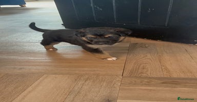 Mixed Breed dogs - Advert 2