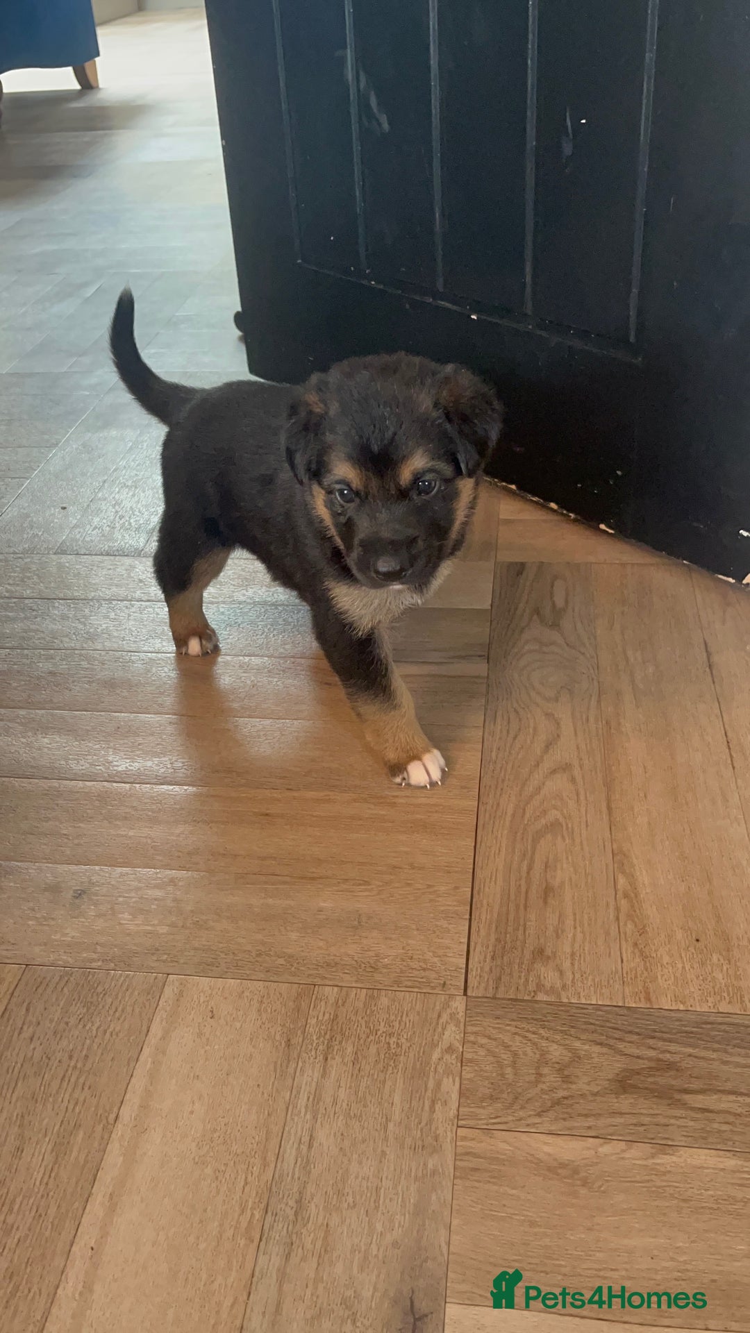 Mixed Breed dogs for sale: Belgian malinois x Anatolian shepherd mix pups 🐶  - Image 2