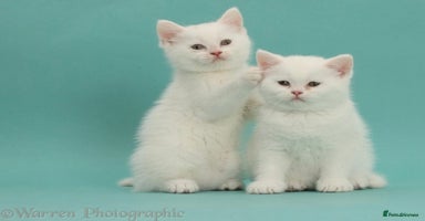 British Shorthair cats - Advert 9
