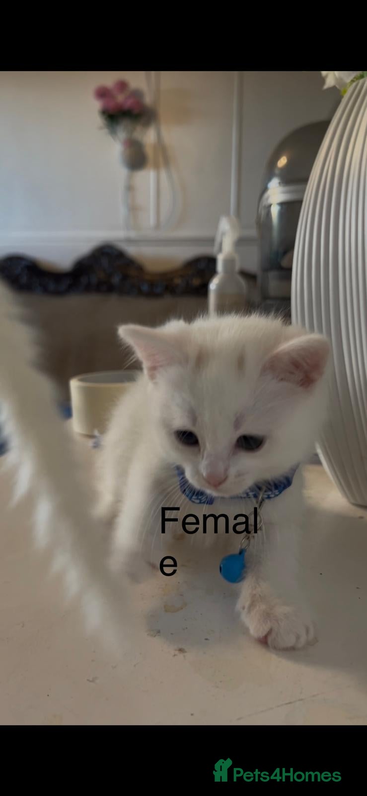 Mixed Breed cats Siamese cat mixed with full white cat  - Advert 1