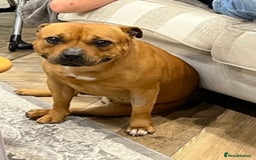 Staffordshire Bull Terrier dogs for sale: Cherry is looking for her new best friend  - Image 5