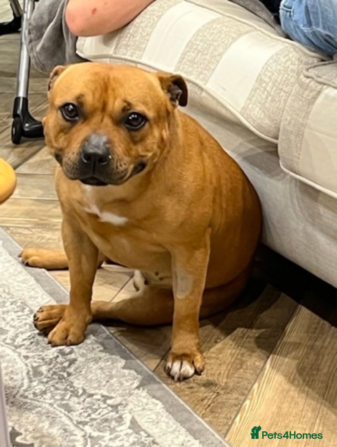 Staffordshire Bull Terrier dogs for sale: Cherry is looking for her new best friend  - Image 5