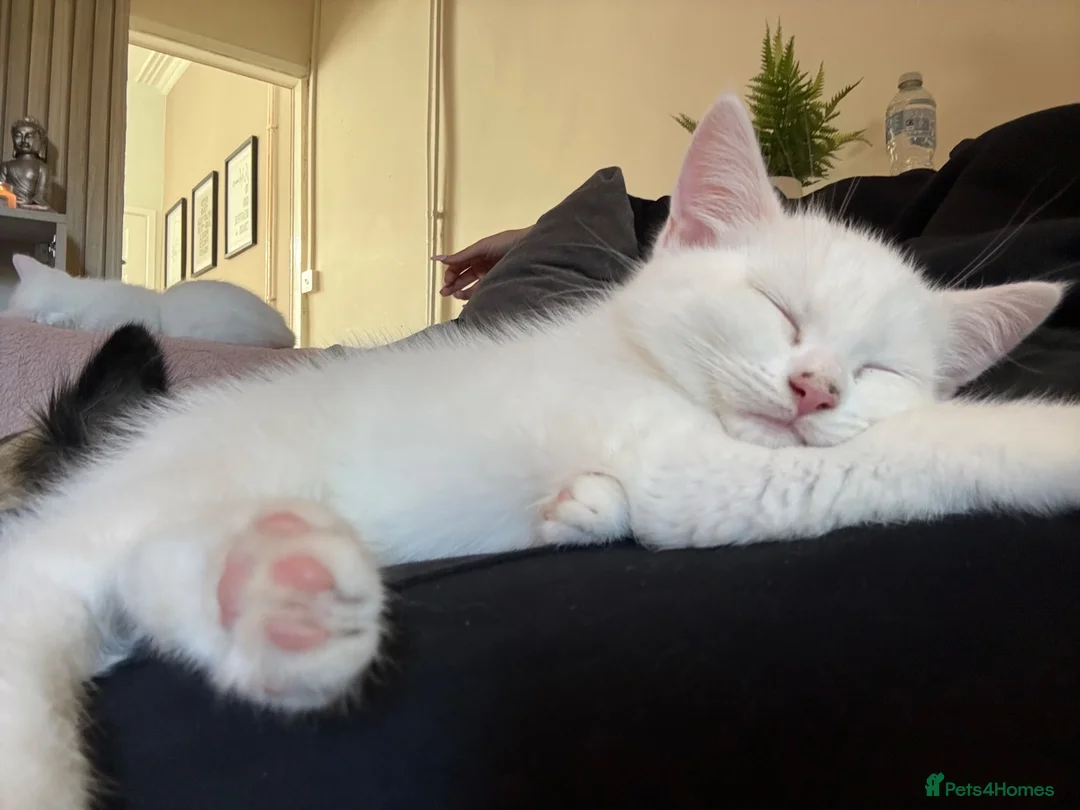 Mixed Breed cats for sale: White male kitten  - Advert 2