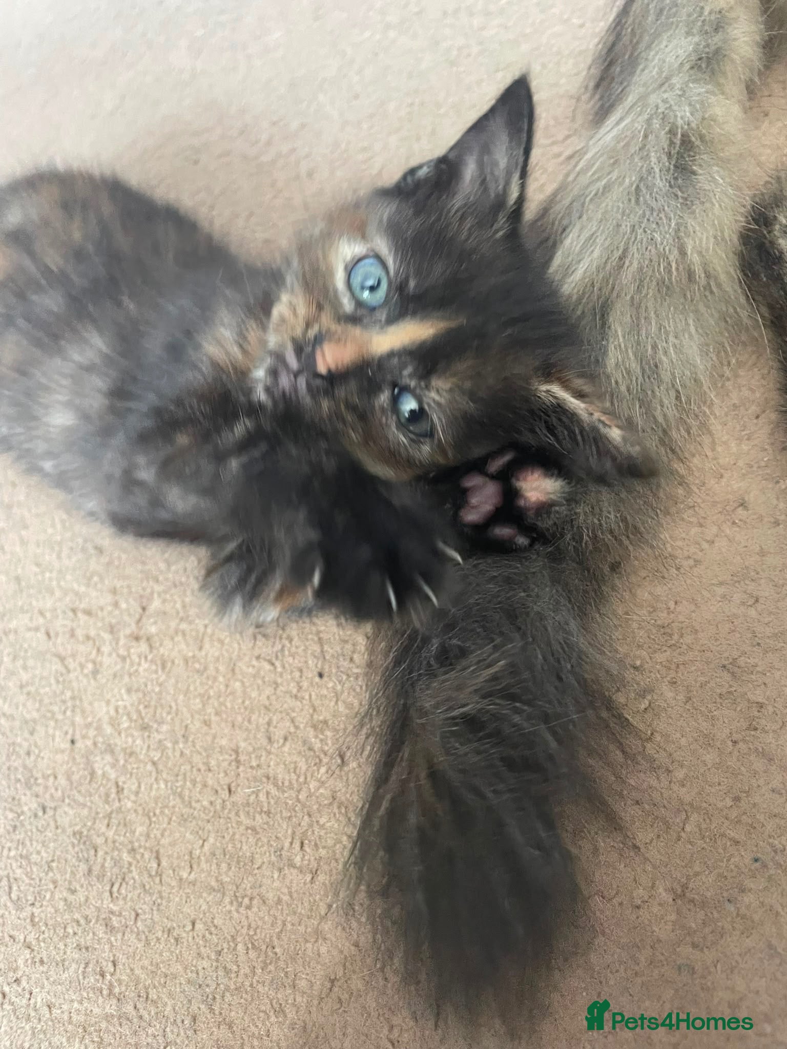 Mixed Breed cats 2 beautiful female kittens  - Advert 1