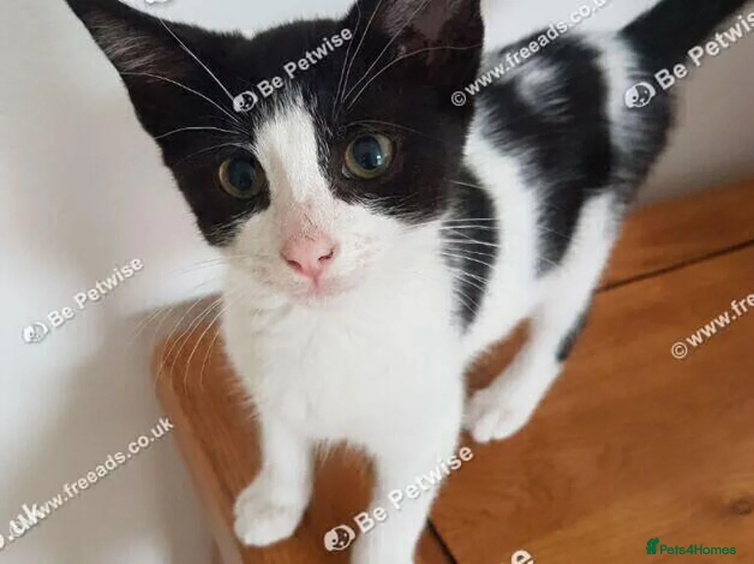 Mixed Breed cats for sale: Beautiful female kitten . - Advert 1