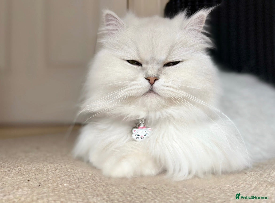 Persian cats 💎Persian Female Cat needing new home - Advert 1
