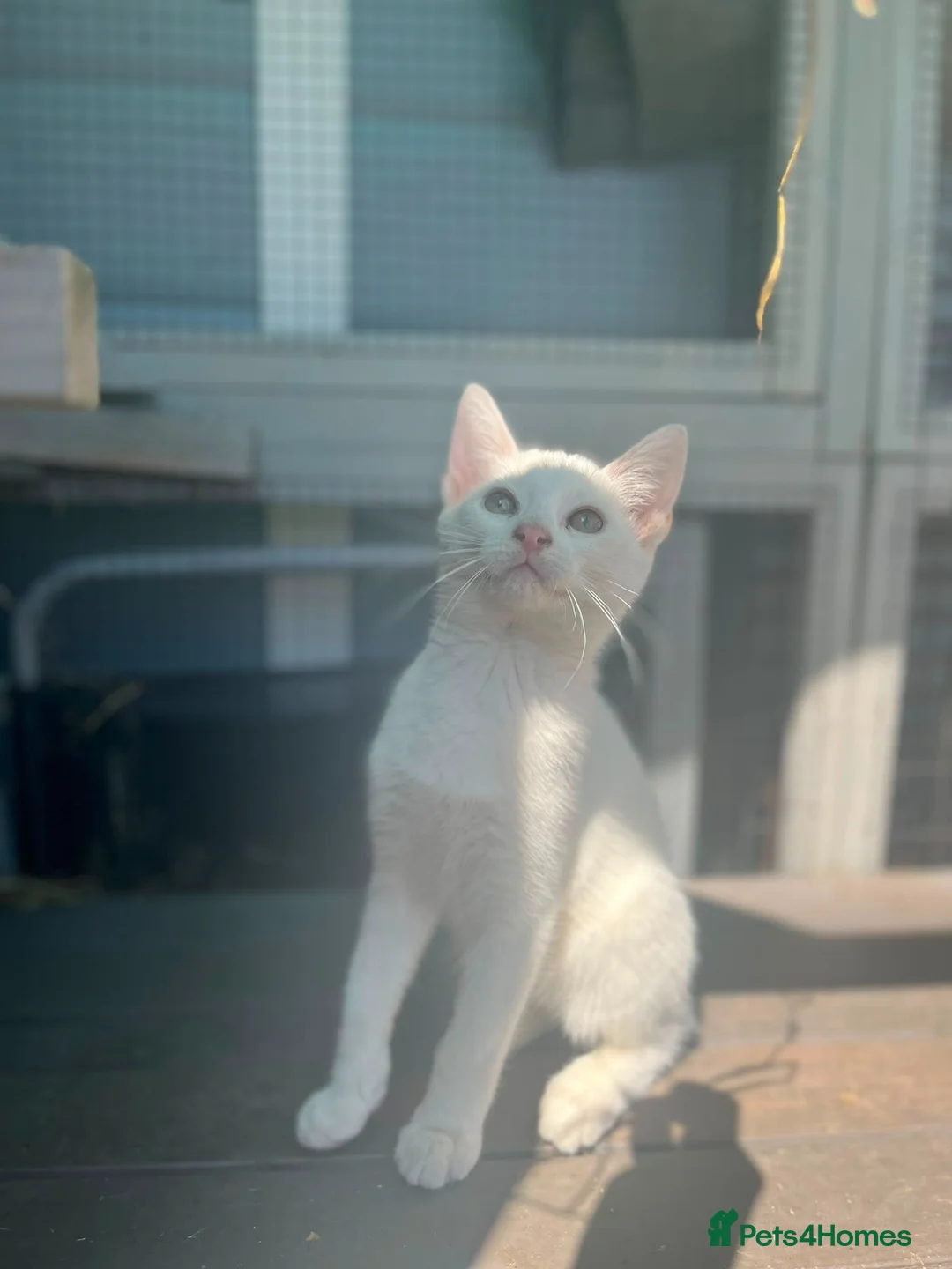 Mixed Breed cats for sale: Lovely kittens - Advert 2