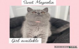 British Shorthair cats for sale: 🌸 Champion GCCF British Shorthair’s 🌸 - Image 3
