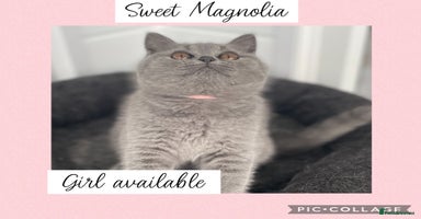 British Shorthair cats - Advert 5