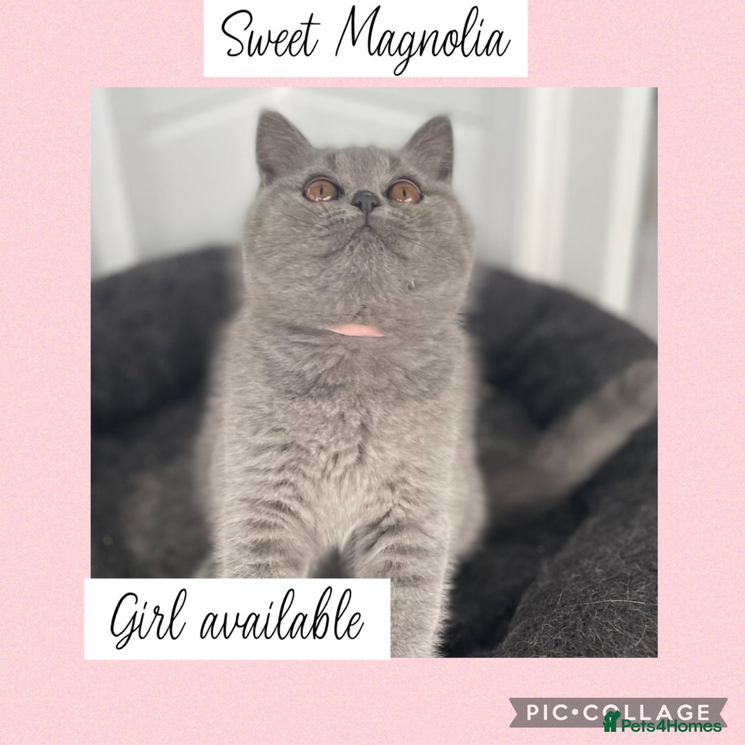 British Shorthair cats for sale: 🌸 Champion GCCF British Shorthair’s 🌸 - Image 3