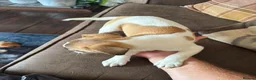 Jack Russell dogs for sale: Lively Jack Russell puppies - Advert 3