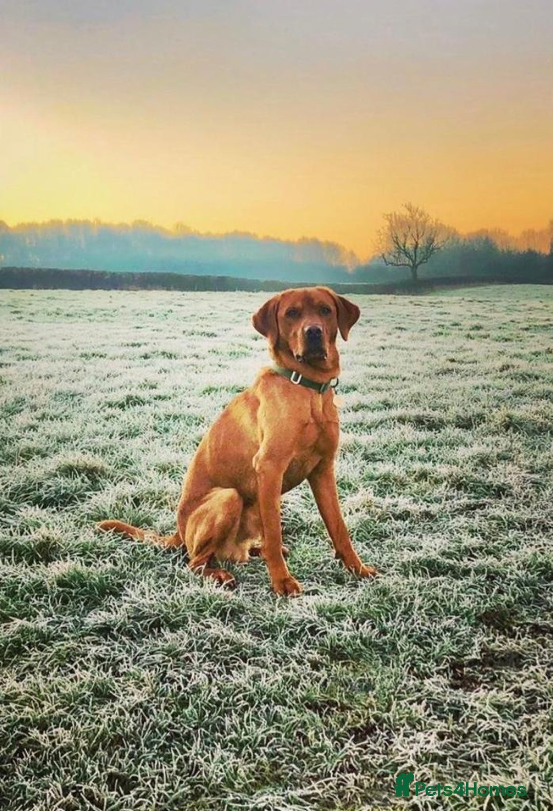 Labrador Retriever dogs for stud: Fox red Labrador available for stud - Proven in Melton Mowbray - Advert 7