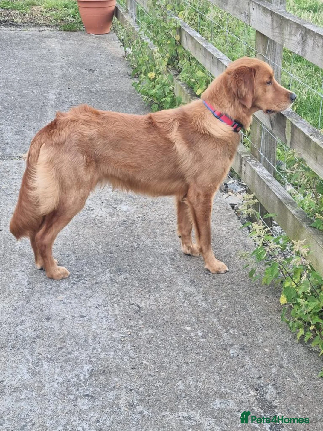 Golden Retriever dogs for stud: Gorgeous Gus for Stud  in Faringdon - Advert 4