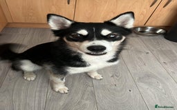 Mixed Breed dogs for sale: Siberian Husky/Border Collie cross - Advert 6