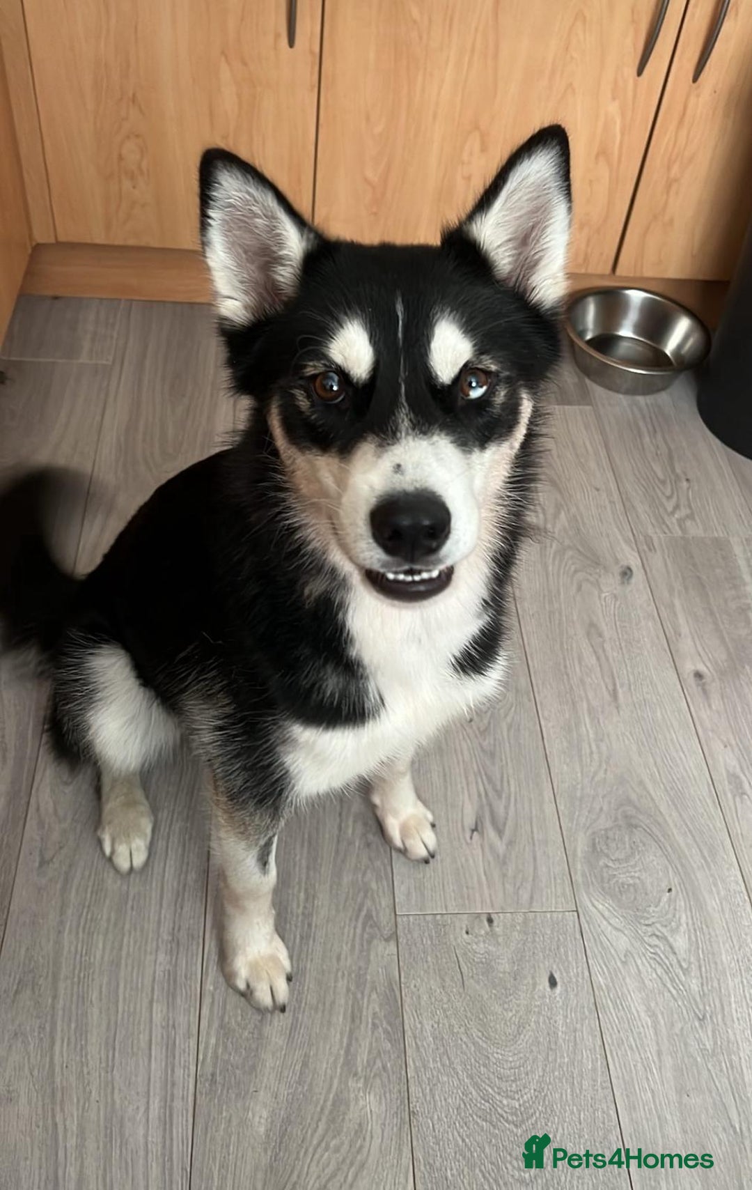 Mixed Breed dogs for sale: Siberian Husky/Border Collie cross - Advert 6