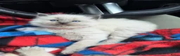 Ragdoll cats for sale: 5 Ragdoll kittens - Advert 8