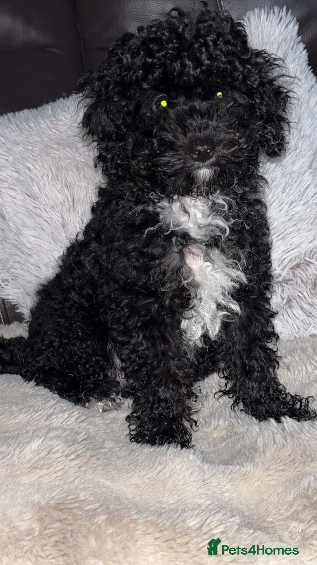 Cavapoo dogs for sale:  Cavapoo puppies  - Advert 14