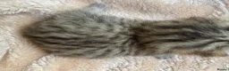 British Shorthair cats for sale: 🏆😍 Irresistible Golden Chinchilla’s Mini BSH🏆😍 in Birmingham - Advert 10