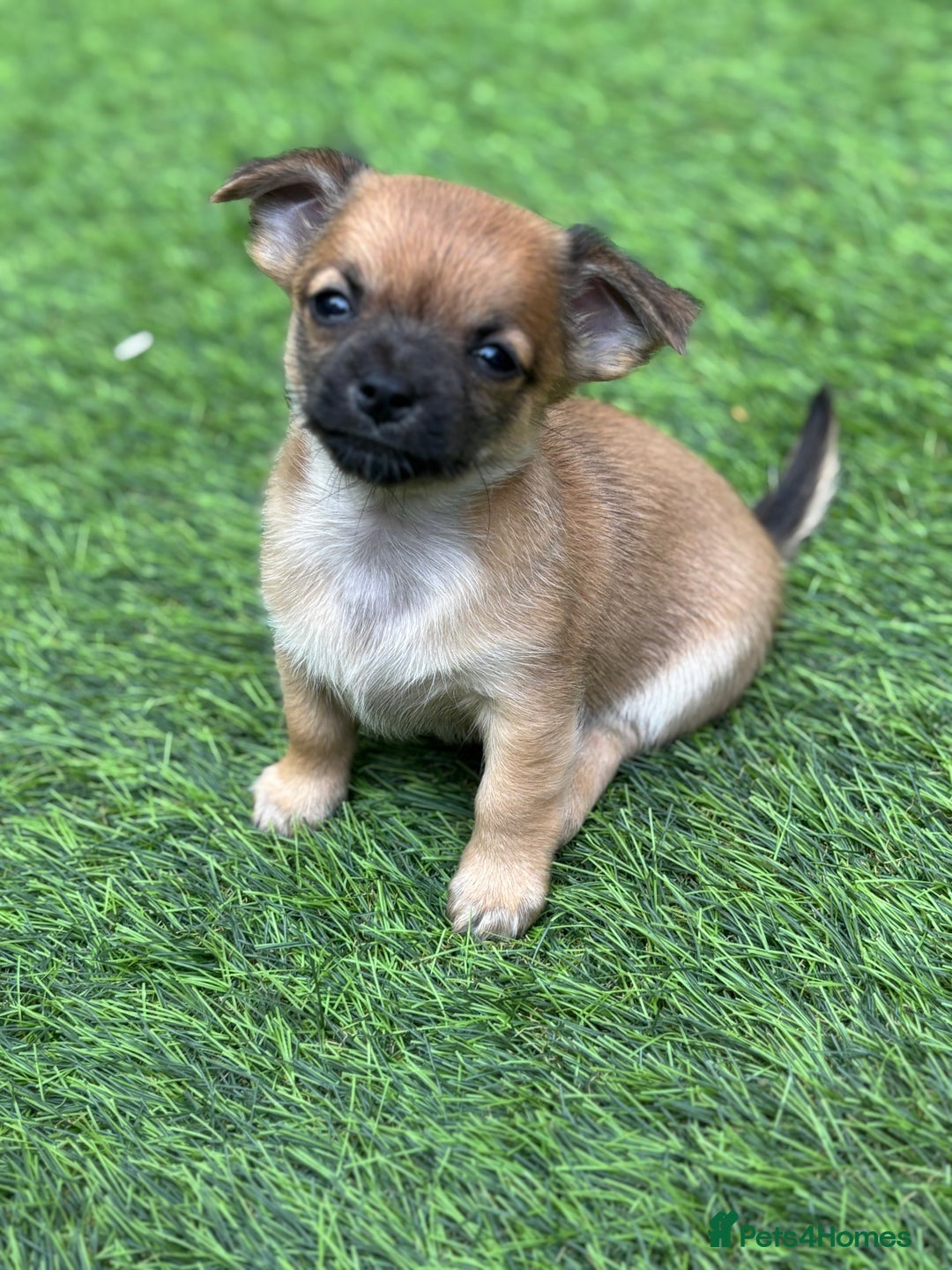 Mixed Breed dogs for sale: Jack Russell x chi puppies for sale  - Image 7