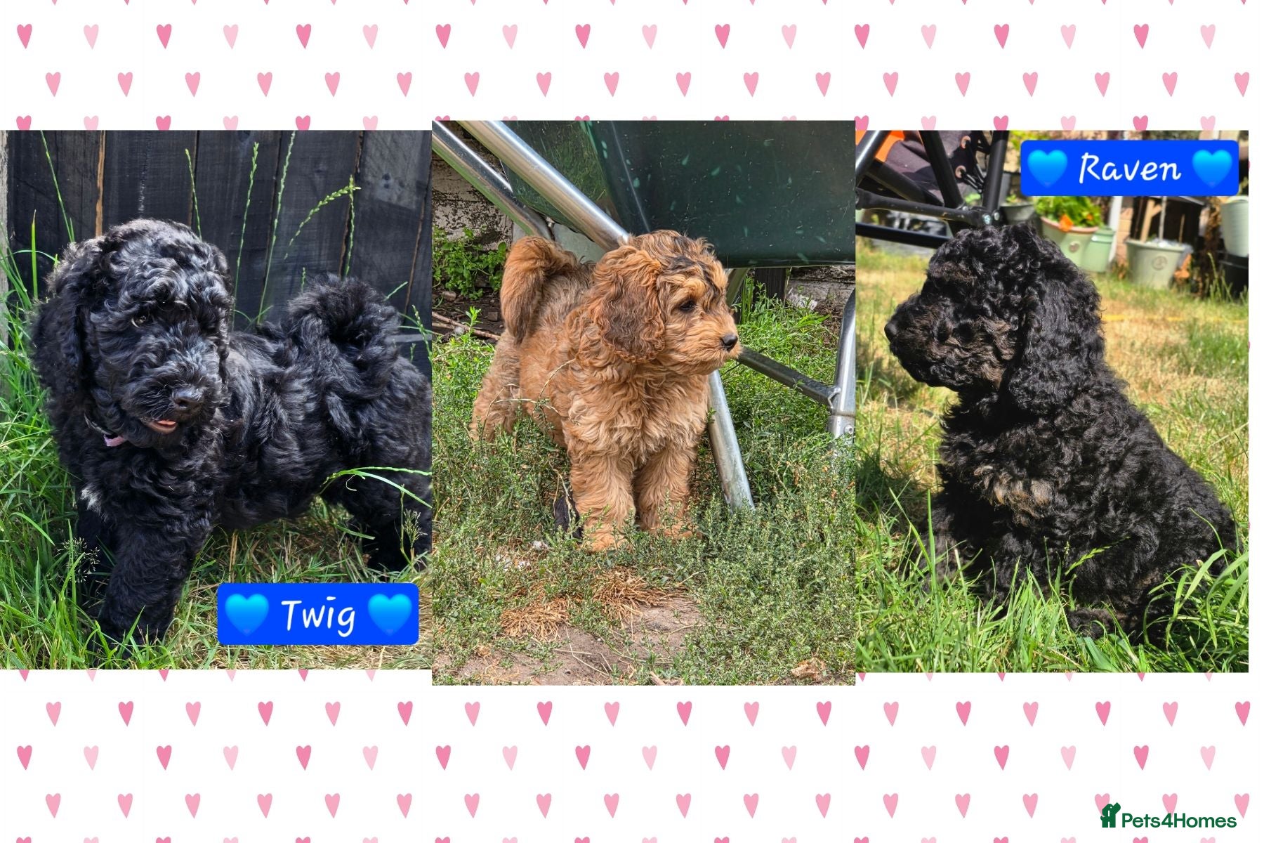 Cockapoo dogs Health Tested F1b Cockapoo Puppies - Advert 1