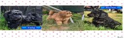 Cockapoo dogs for sale: Health Tested F1b Cockapoo Puppies - Advert 1