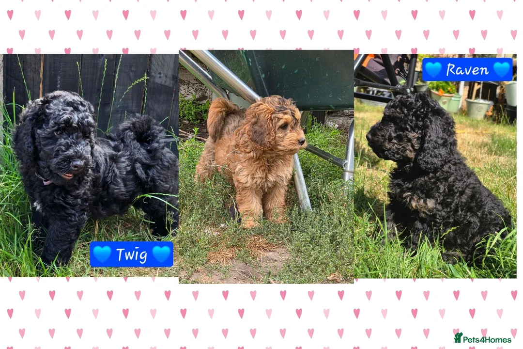 Cockapoo dogs for sale: Health Tested F1b Cockapoo Puppies - Advert 1