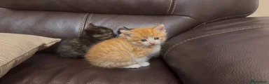 Ginger BSH