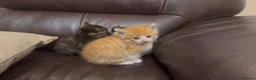 Mixed Breed cats for sale: “ **  Paws” in Manchester - Advert 9