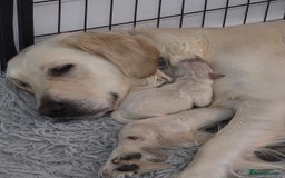 Golden Retriever dogs for sale: 🐾 Golden Retriever Puppies – Ready in December 🐾 - Image 15