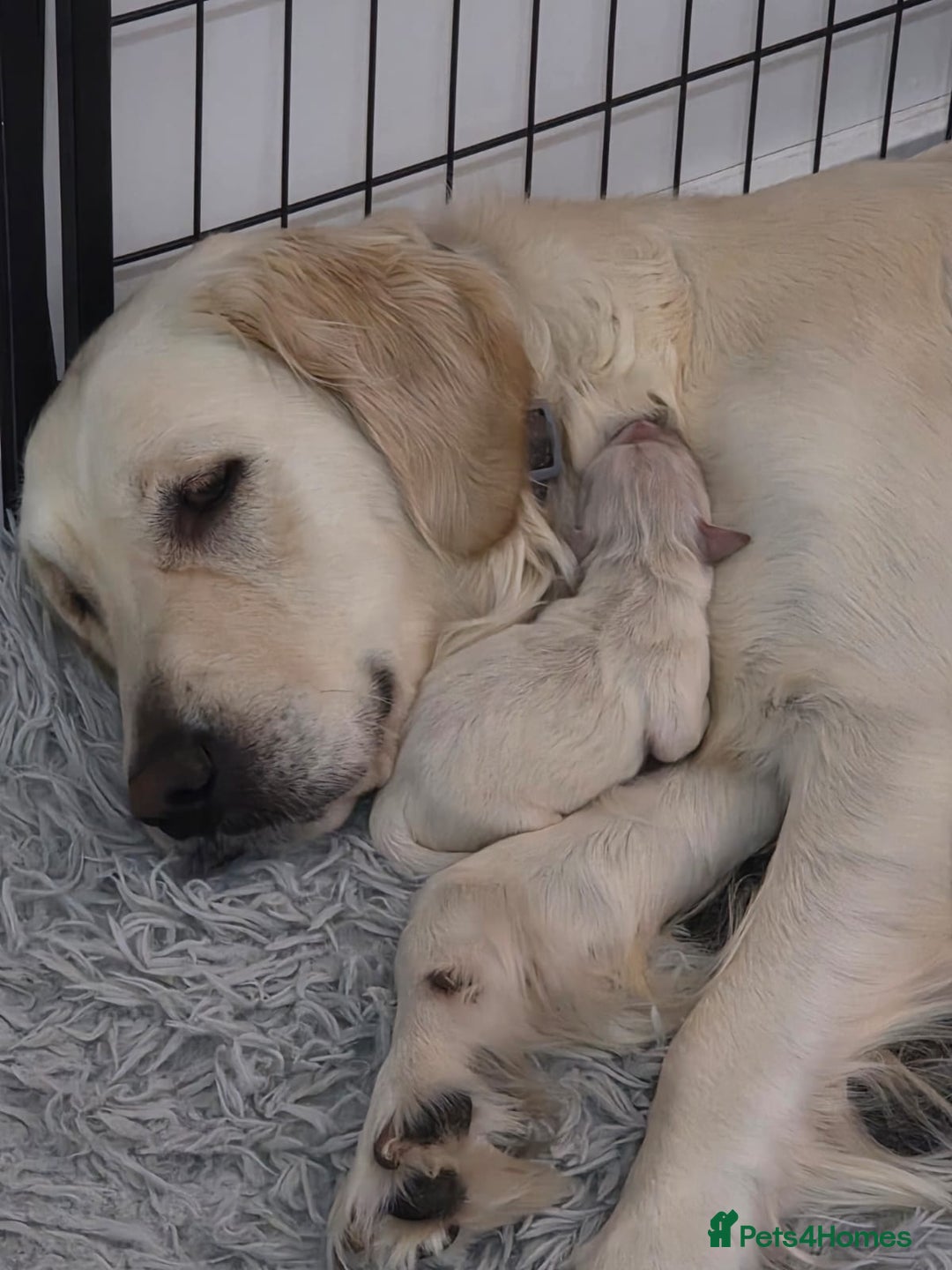 Golden Retriever dogs for sale: 🐾 Golden Retriever Puppies – Ready in December 🐾 - Image 15