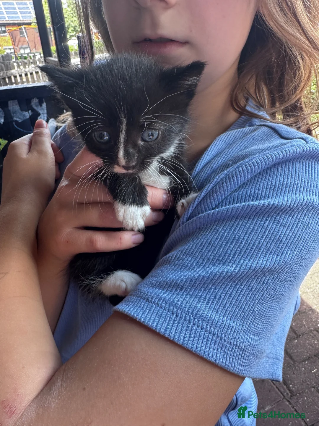 Mixed Breed cats for sale: Kittens  - Advert 5