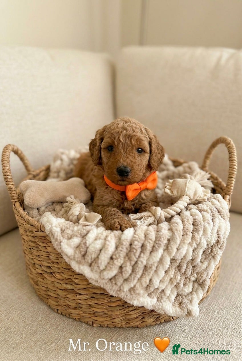 Australian Labradoodle dogs 🌟 Australian Labradoodle Puppies  🌟 - Advert 4