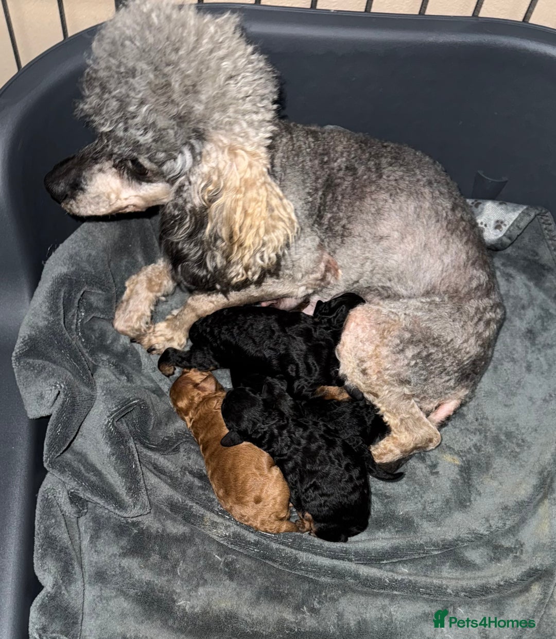 Toy Poodle dogs for sale: DNA tested toy poodle puppies  - Advert 4