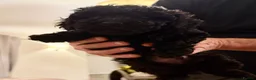 Toy Poodle dogs for sale: Kc toy poodle puppies  - Advert 9