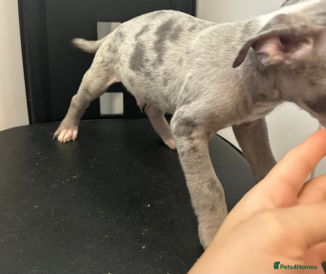 Mixed Breed dogs for sale: Mastiff x Shar pei puppies  - Image 21