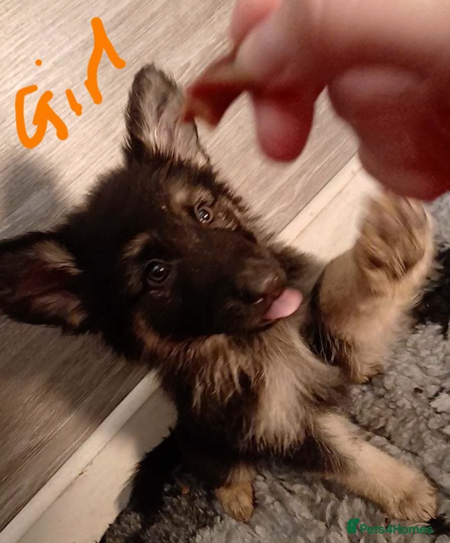 German Shepherd dogs Beautiful kc german shepherd babies - Advert 5