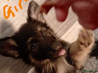 German Shepherd dogs Beautiful kc german shepherd babies - Advert 13