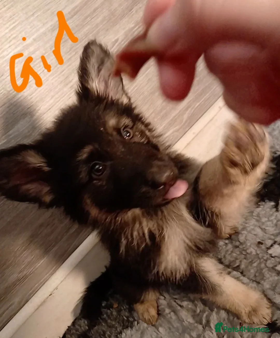 German Shepherd dogs for sale: Beautiful kc german shepherd babies - Advert 5