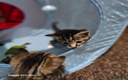 Bengal cats for sale: Bengala - Image 21