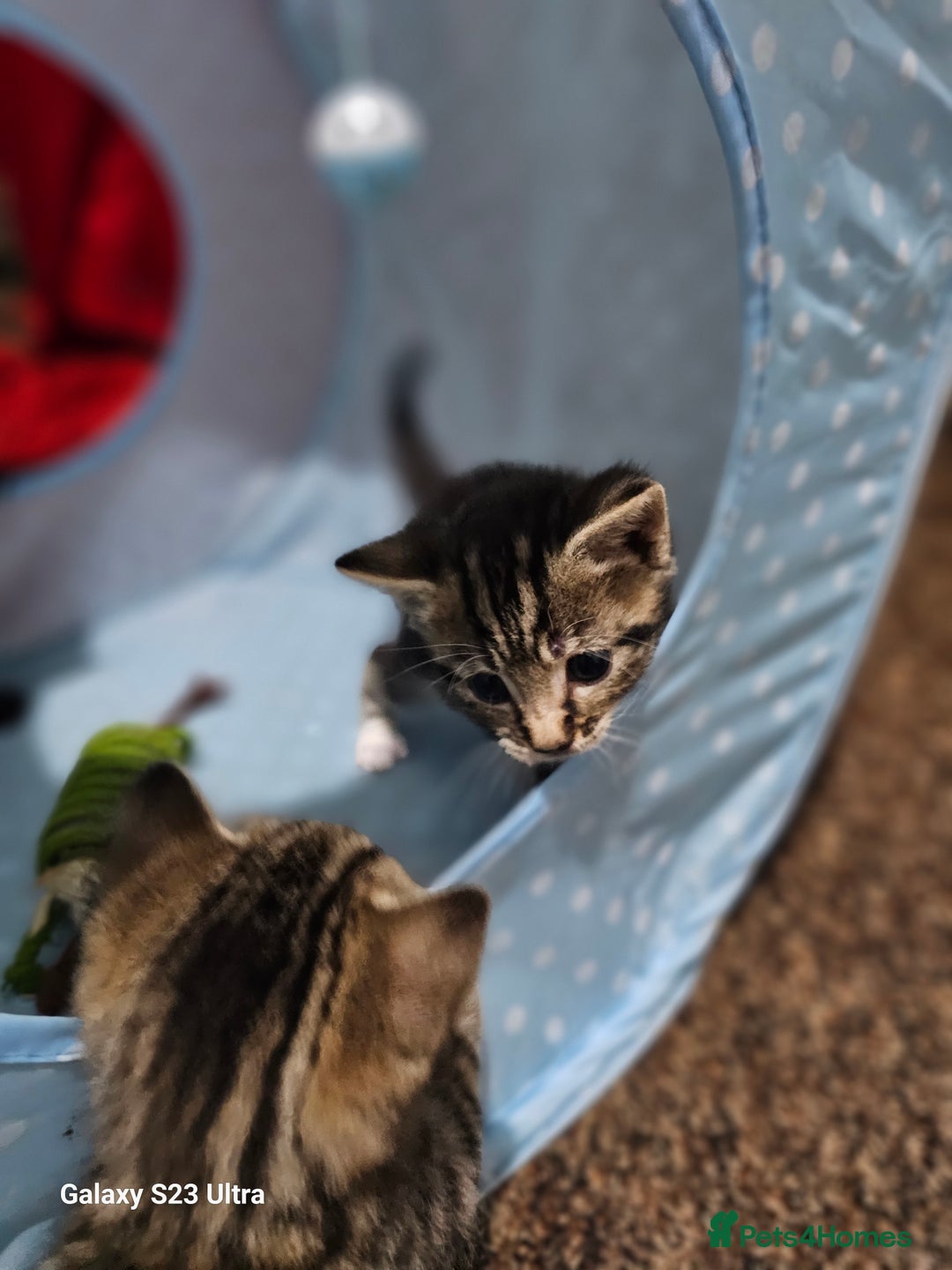 Bengal cats for sale: Bengala - Image 21