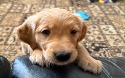 Golden Retriever dogs for sale: Dark Red Golden Retriever Pups Ready 1st November - Image 31